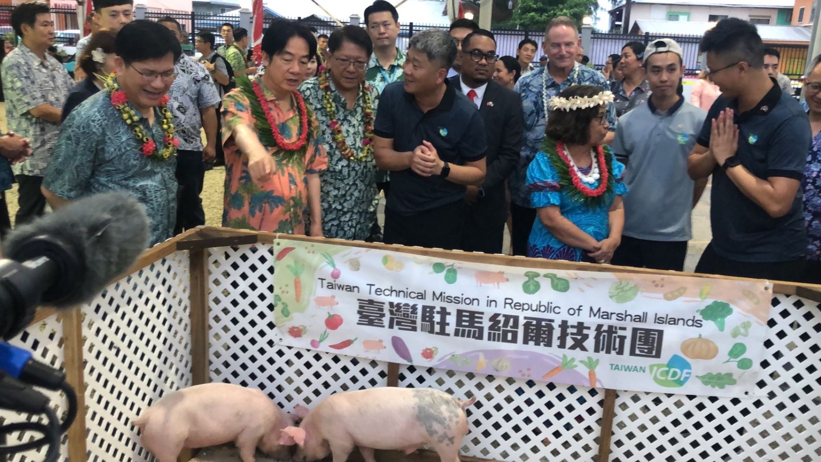 賴清德聽取台灣駐馬紹爾技術團成員解說當地豬隻養殖計畫。張麗娜攝