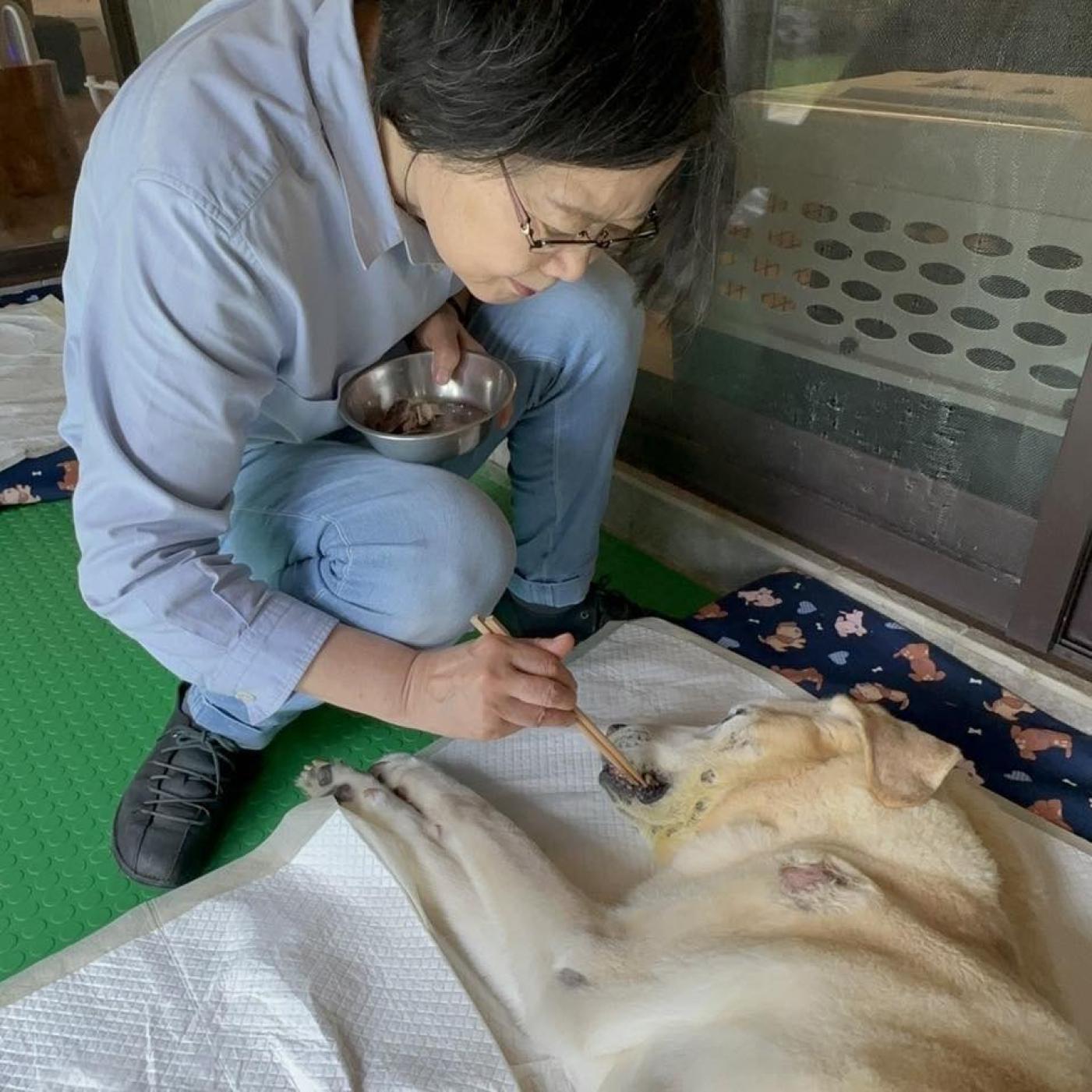 前總統蔡英文端午連假分享愛犬近況，並曝光親餵Bunny的照片。蔡英文臉書