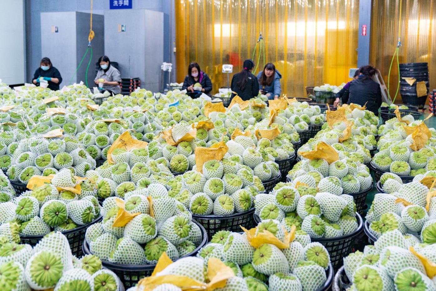 中國國台辦今天宣布，恢復台灣釋迦重新輸中。台東縣政府提供